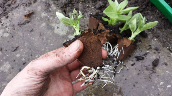 Worteltjes van nieuwe plantjes