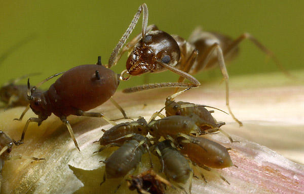 Mieren melken bladluis