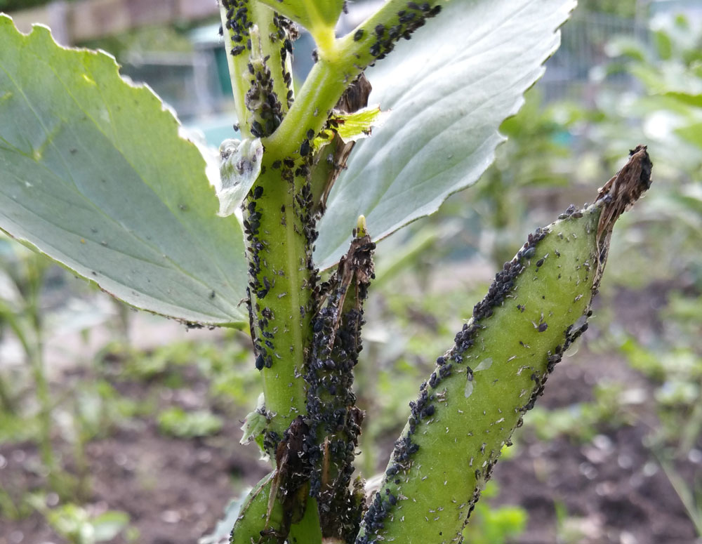 Bladluis op tuinboon