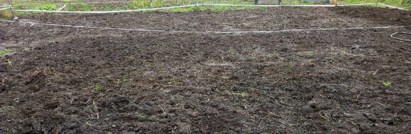 Kale nieuwe moestuin