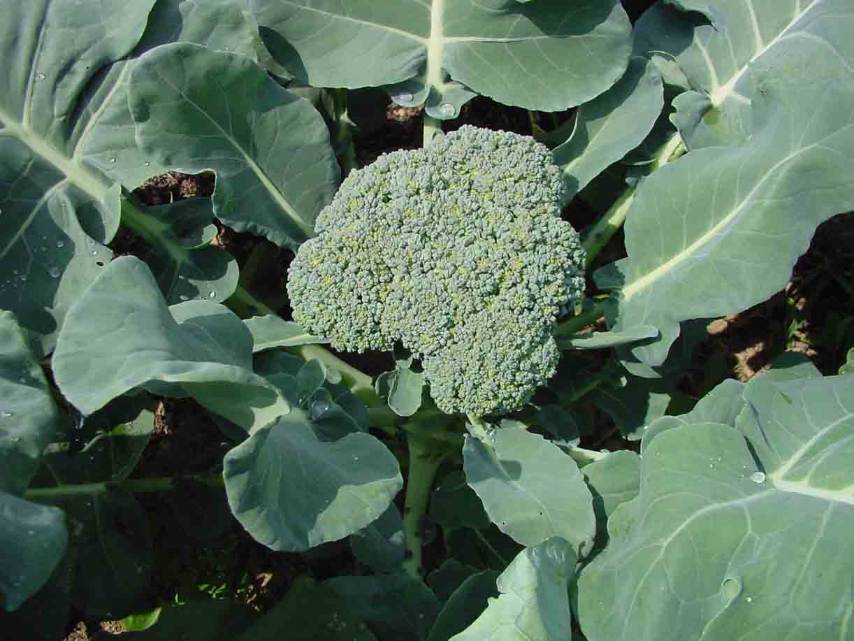 Broccoli zaaien, planten of oogsten Plantengids Moestuinplanner.nl
