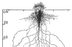Wortelstelsel Suikerbiet