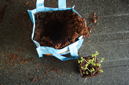 Maak een gat in de nieuwe aarde en plant het hele bakje er in