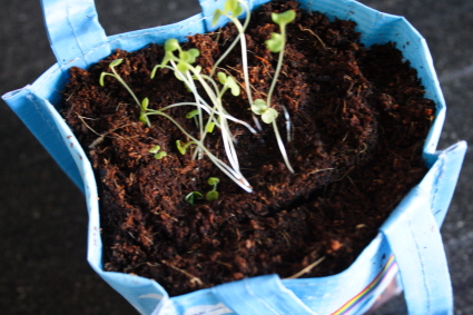 Rucola met potje en al verpot