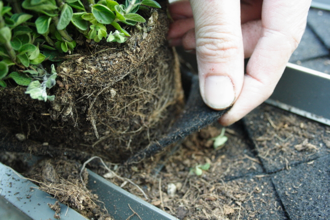 Karoo beplanten